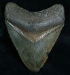 Megalodon Tooth - Peace River, FL #6072-1